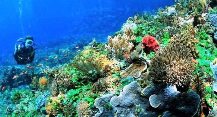 Bak Surga di Bawah Laut, Taman Laut Taka Bonerate Selayar Yang Sangat Indah