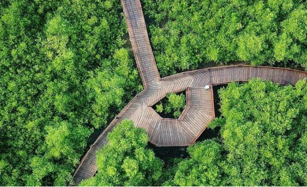 Hutan Mangrove Wonorejo: Pesona Wisata Alam di Surabaya