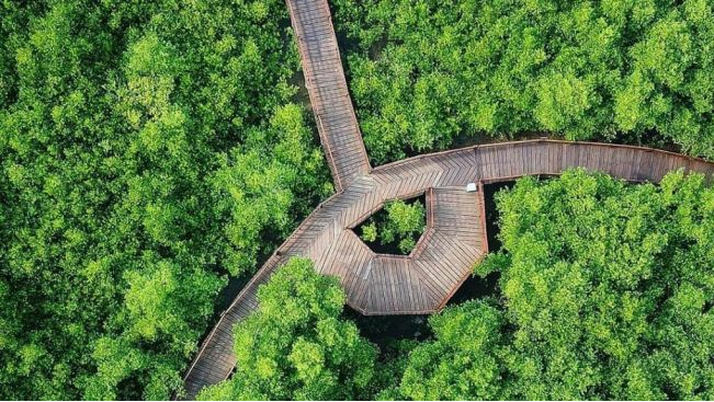 Hutan Mangrove Wonorejo: Pesona Wisata Alam di Surabaya