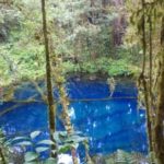 Telaga Biru, Danau Alami di Jambi yang Indah karena Ada Pohon Tumbang