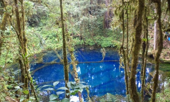 Telaga Biru, Danau Alami di Jambi yang Indah karena Ada Pohon Tumbang