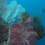 PESONA TAMAN NASIONAL BUNAKEN, SURGA KEINDAHAN LAUT DI UTARA PULAU SULAWESI