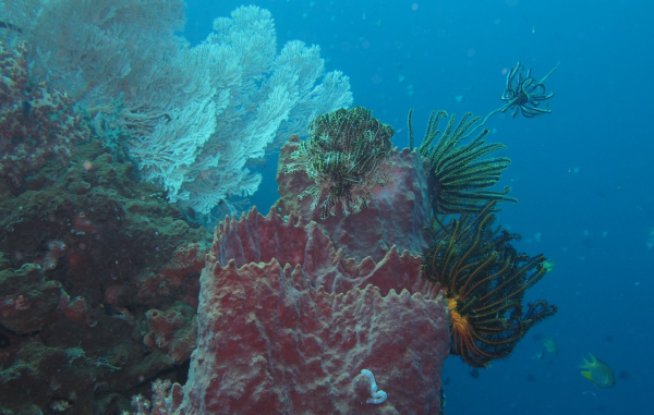 PESONA TAMAN NASIONAL BUNAKEN, SURGA KEINDAHAN LAUT DI UTARA PULAU SULAWESI