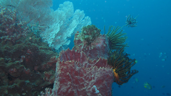 PESONA TAMAN NASIONAL BUNAKEN, SURGA KEINDAHAN LAUT DI UTARA PULAU SULAWESI