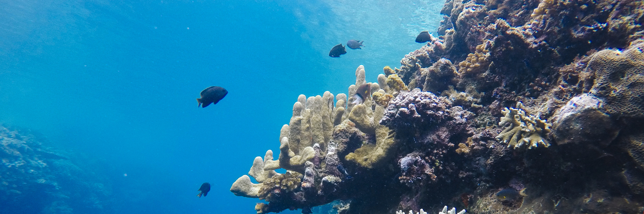 Keindahan Tersembunyi di Kedalaman Taman Laut Olele, Gorontalo