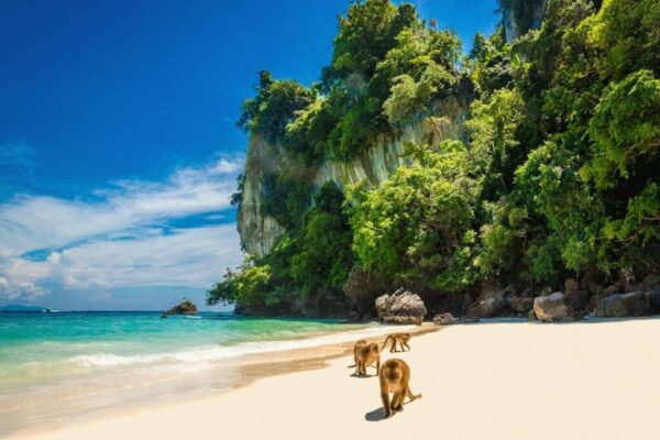 Mengungkap Keindahan Alam Dan Pesona Pantai Monyet di Labura, Sumatera Utara