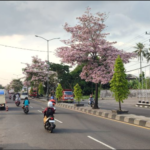 Saat ini, kota Magelang seolah menjadi miniatur Jepang dengan keindahan bunga tabebuya yang mekar sempurna di sepanjang jalan protokol. Keindahan bunga yang mirip dengan sakura khas Jepang ini berhasil menarik perhatian banyak orang