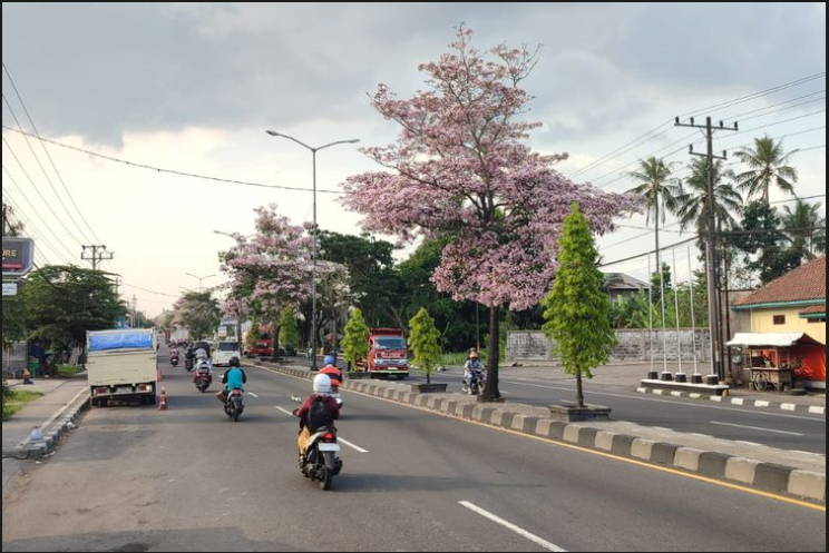 Saat ini, kota Magelang seolah menjadi miniatur Jepang dengan keindahan bunga tabebuya yang mekar sempurna di sepanjang jalan protokol. Keindahan bunga yang mirip dengan sakura khas Jepang ini berhasil menarik perhatian banyak orang