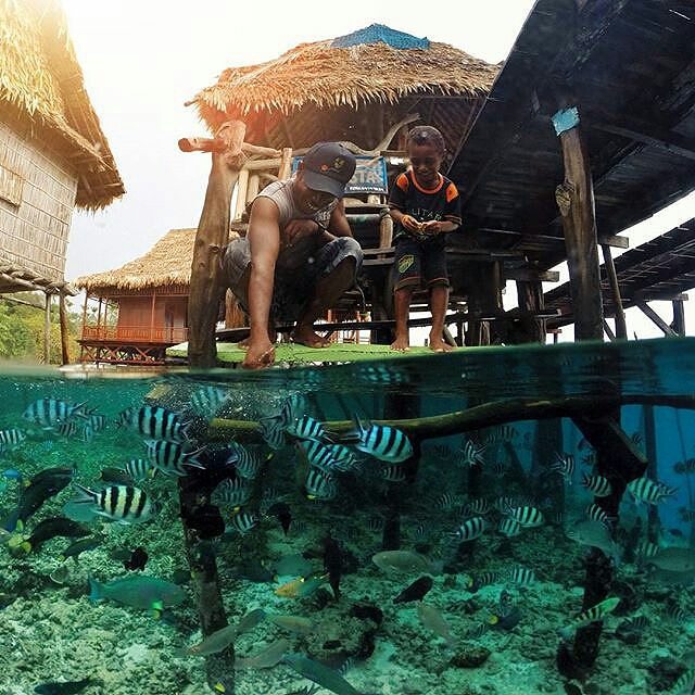 Desa Sawinggrai, Keindahan Alam Dan Melihat Burung Cenderawasih hingga Beri Makan Ikan