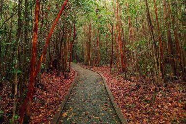 Hutan Pelawan: Surga Merah